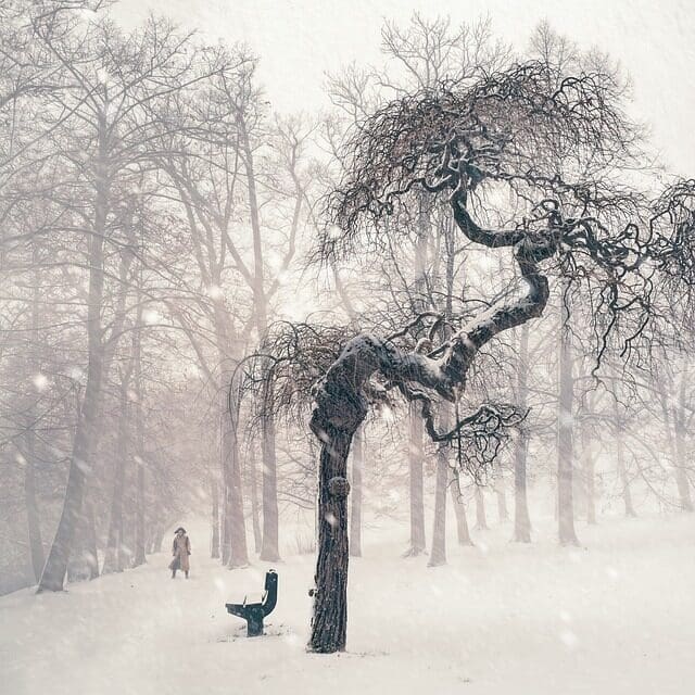 A bent tree in the forest during a winter storm with a person walking toward the bench underneath it.