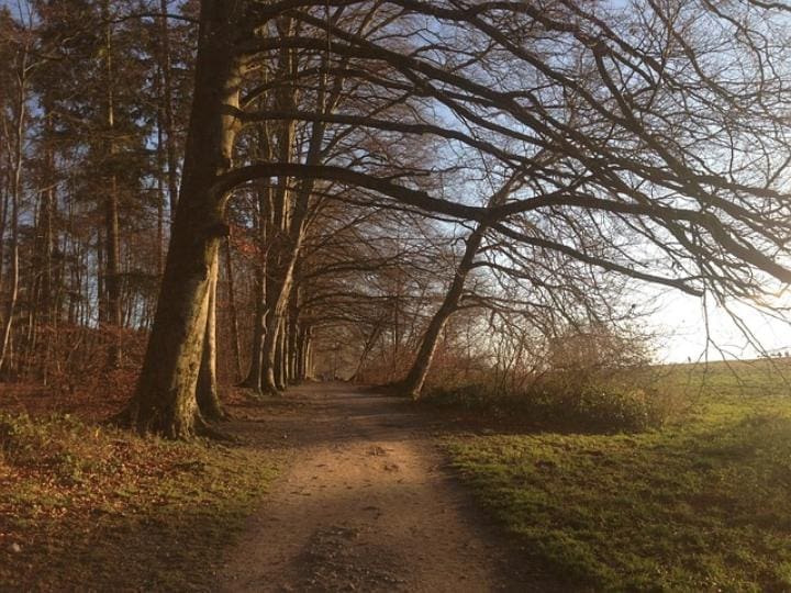 A forest path in nature meant to symbolize the beginning of a healing journey.