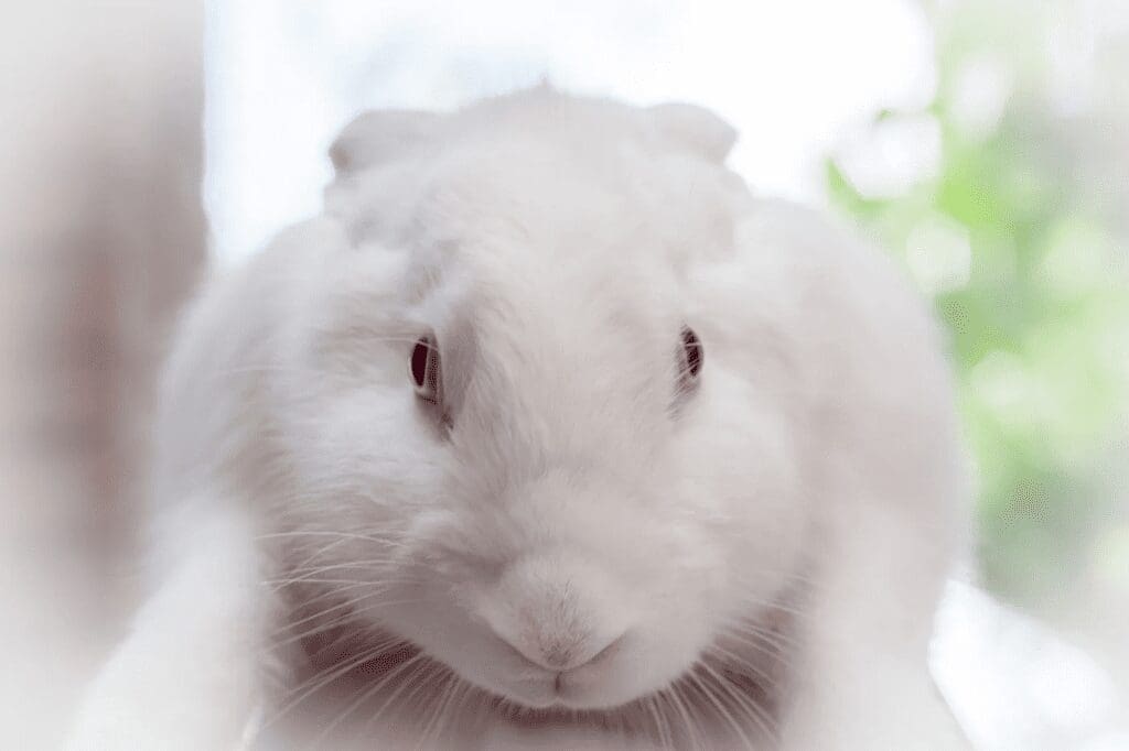 Photo by Sergio Arze on Unsplash. A white hare with red eyes.