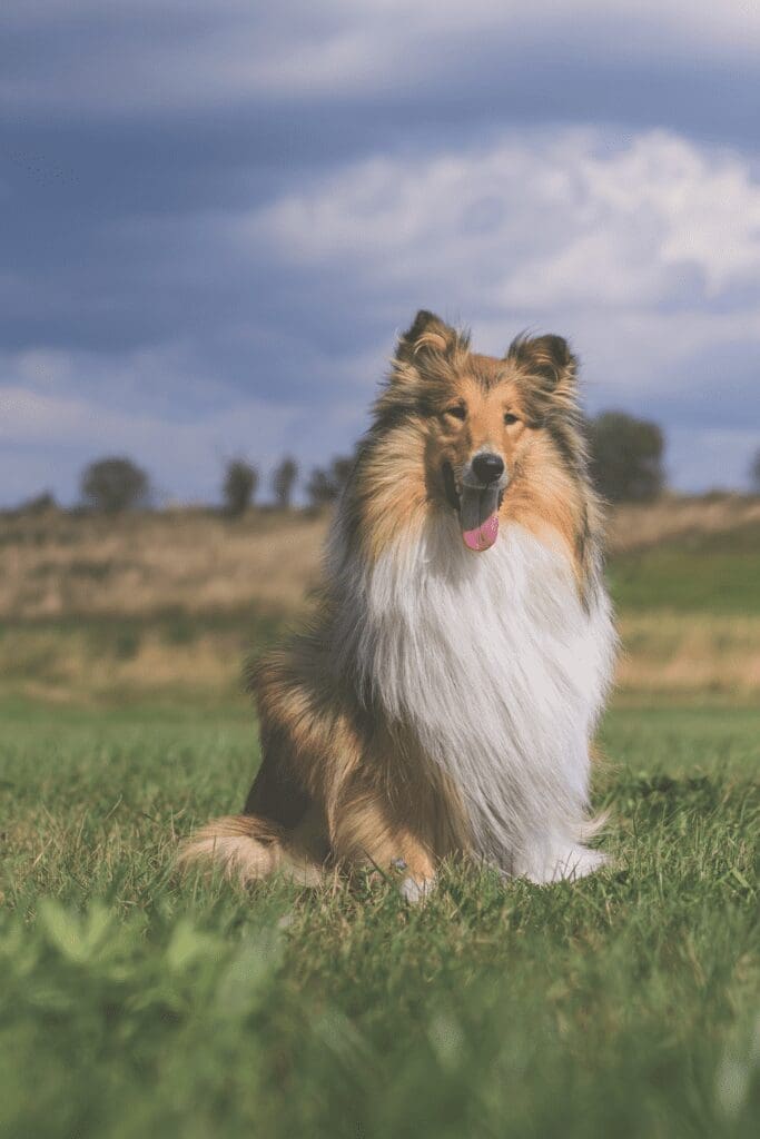 A collie sitting in a field with its fur blowing in the wind.