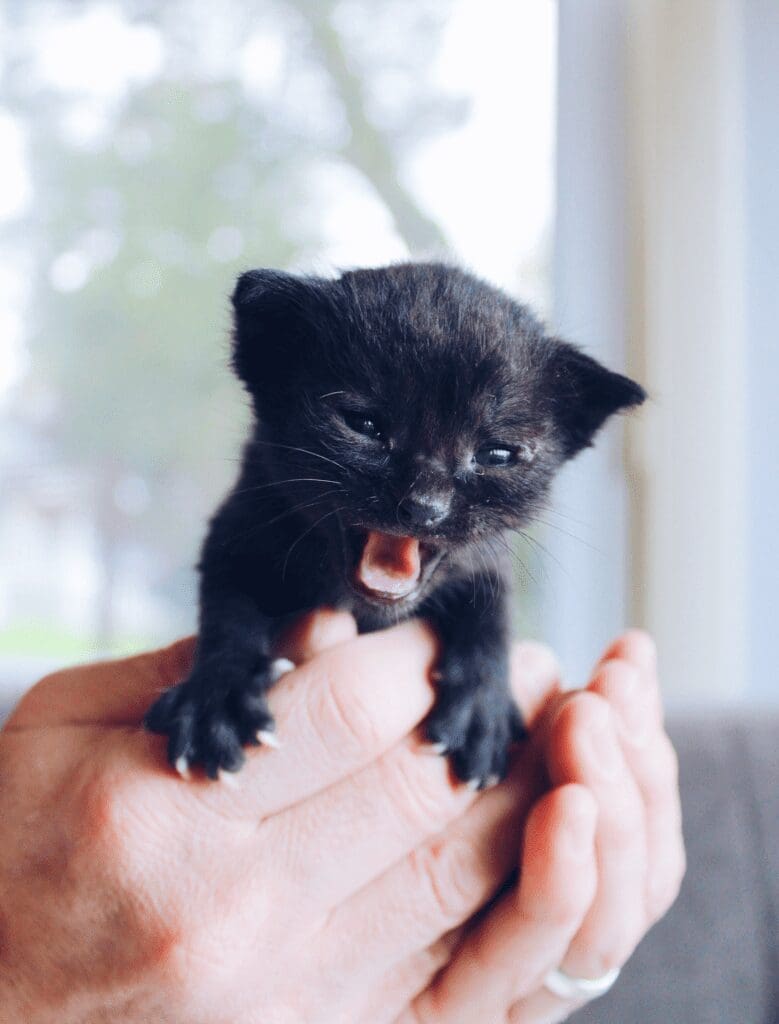 A black kitten with its mouth wide open held in someone's hands.