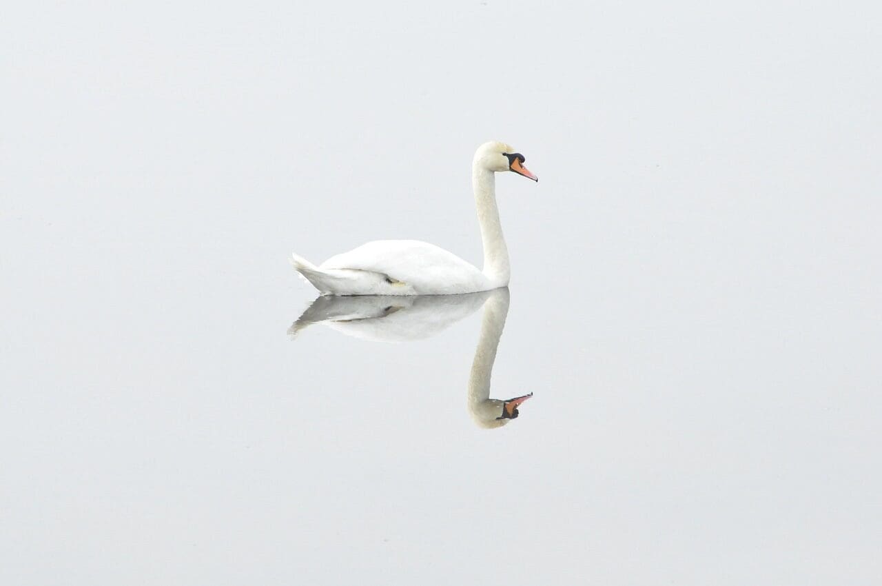 A swan being perfectly reflected in a serene and still body of water