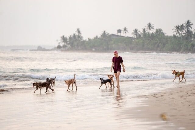 Woman walking on the beach with six dogs 