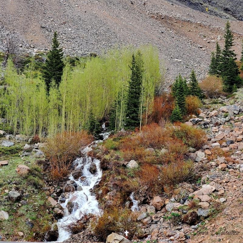 A photo the author took of the waterfall winding through the rocks and trees.