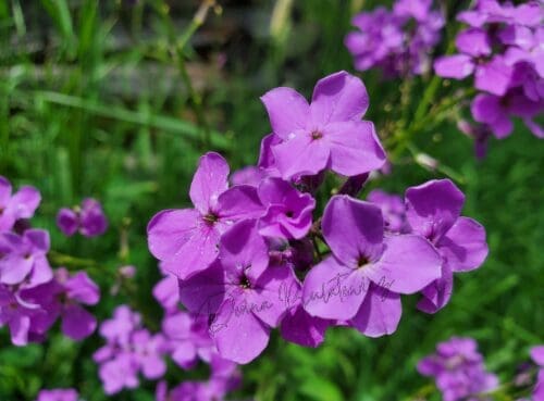 Purple flowers the author took a photo of in her travels around her home state of Montana, that she is moving away from.