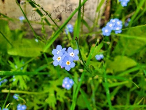 Small blue flowers among a field of green grass. Photo taken by the author.