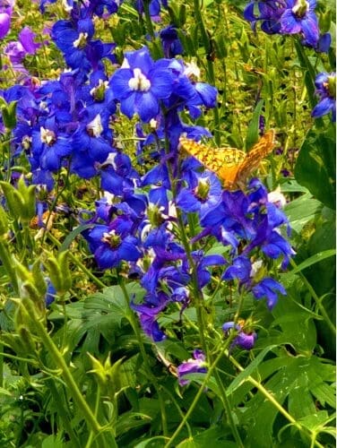 Purple and blue flowers native to the state of Montana. Photo taken by the author.