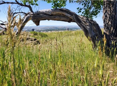 Another photo the author took of a view overlooking the city she is moving away from. There is a green field and a tree with a bent tree branch that appears to frame the city of Billings, MT.