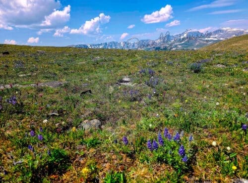 A photo the author took of a mountain field in Montana. You can see the mountains in the skyline and there are purple flowers dotting the field.