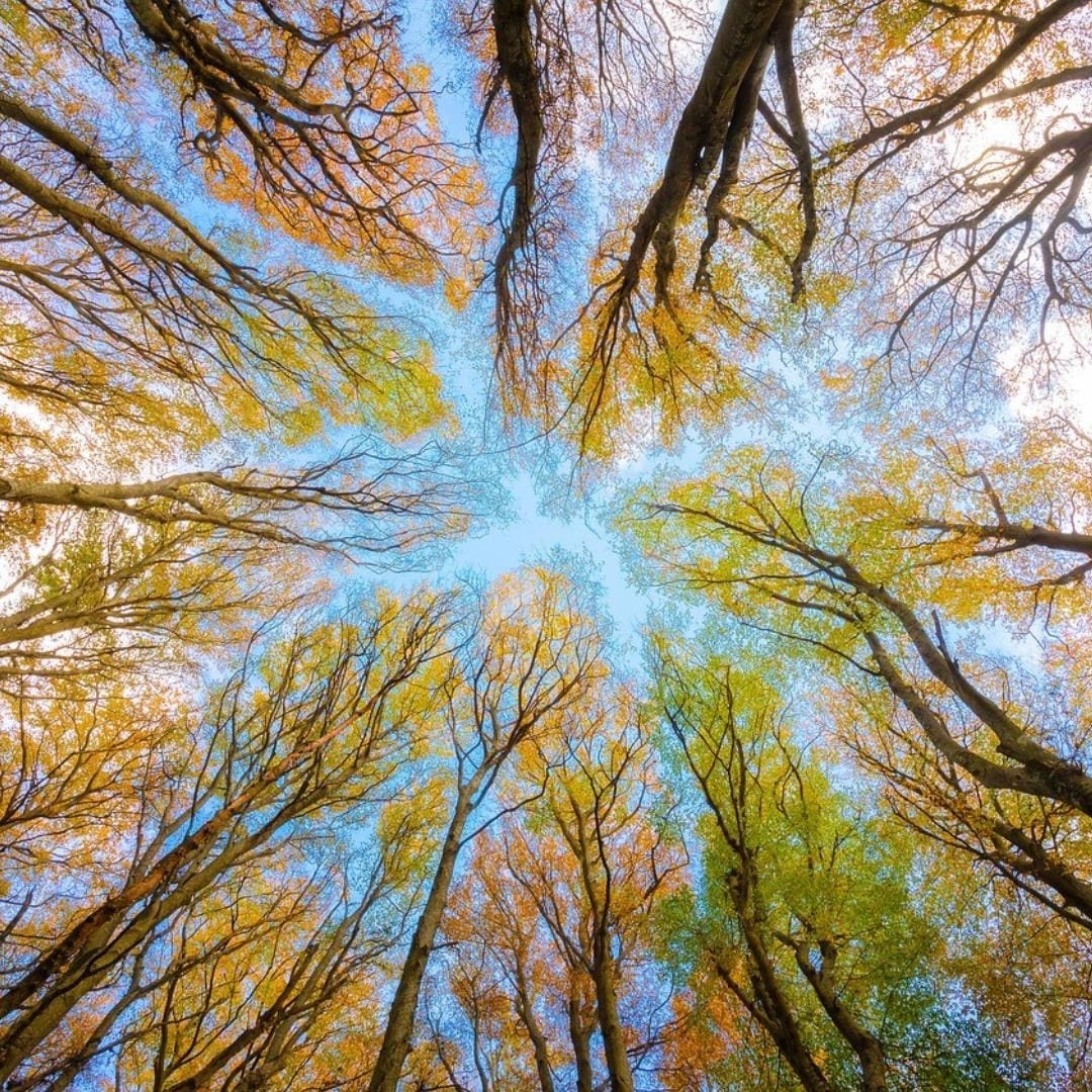 Image by Gennaro Leonardi from Pixabay. Photograph from the ground looking up at the changing autumn trees