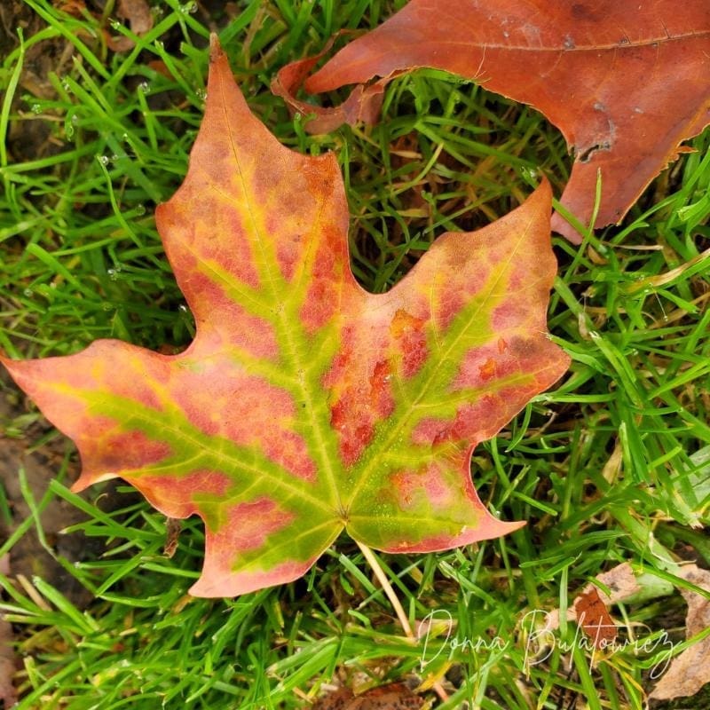 A photo the author took of a leaf during the fall season.