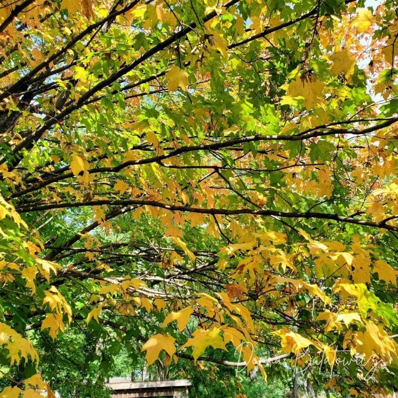 Another photo provided by the author. This one has bright yellow and green leaves.