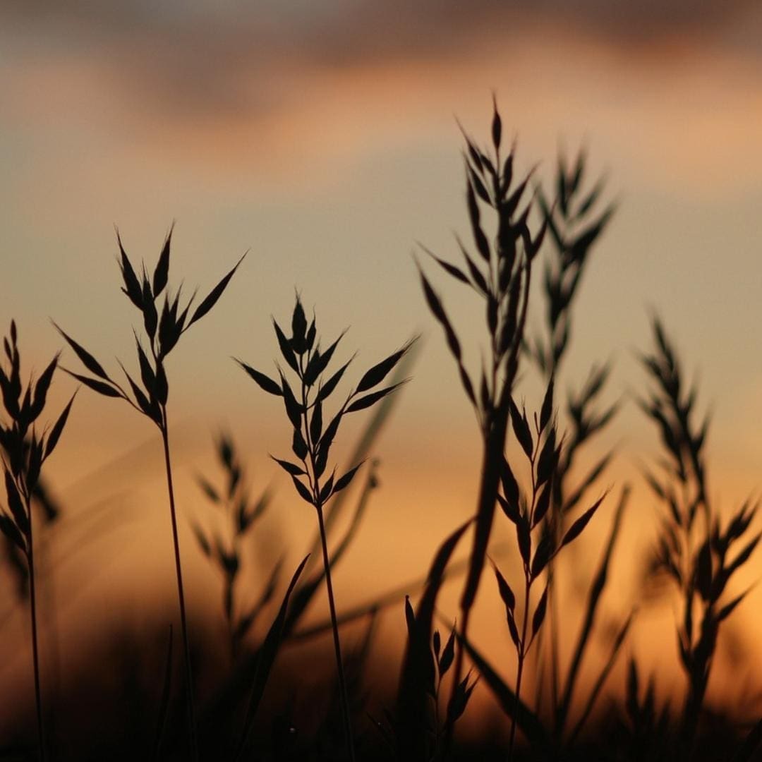 Photo of wheat stalks silhouetted against sunset sky. 