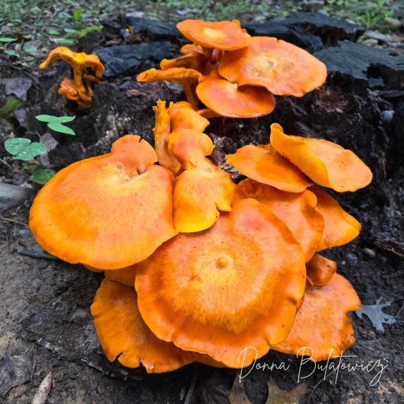 Another author provided photo of orange fungi on a log, representing the colors of the fall season.