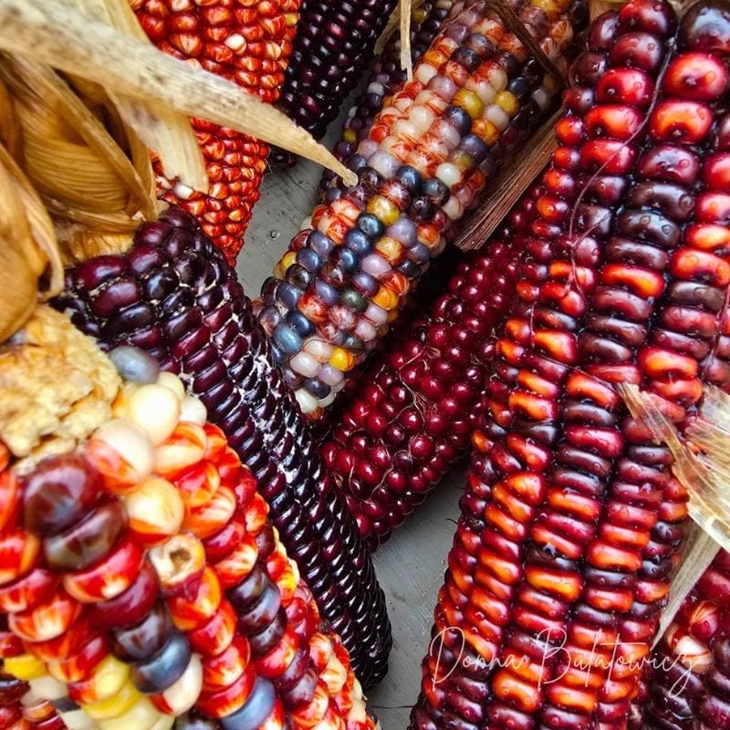 A photo from the author of various colors of corn on the cob.