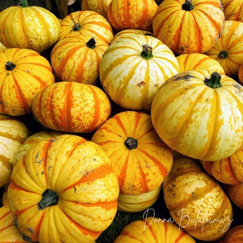 A photo from the author of various pumpkins and squash during the fall season.