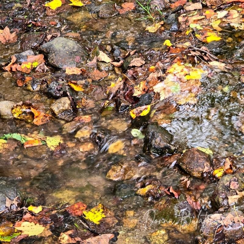 A photo taken by the author of some fallen, colorful leaves in a stream.