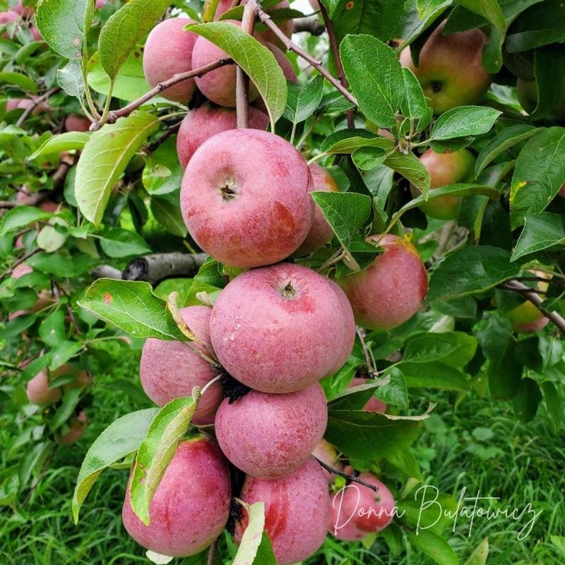 A photo from the author of apples on a tree during one of her apple picking adventures.