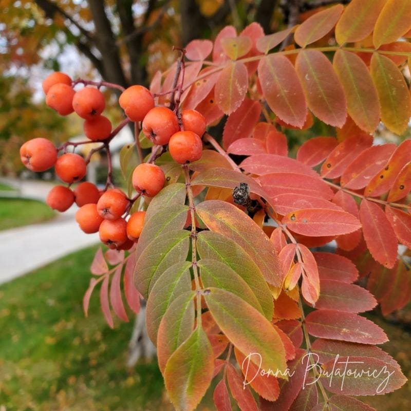 Another photo from the author depicting fall fruit and leaves.