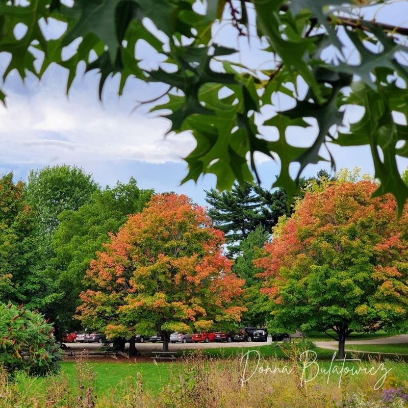 A photo provided by the author of trees whose leaves have begun to change color.